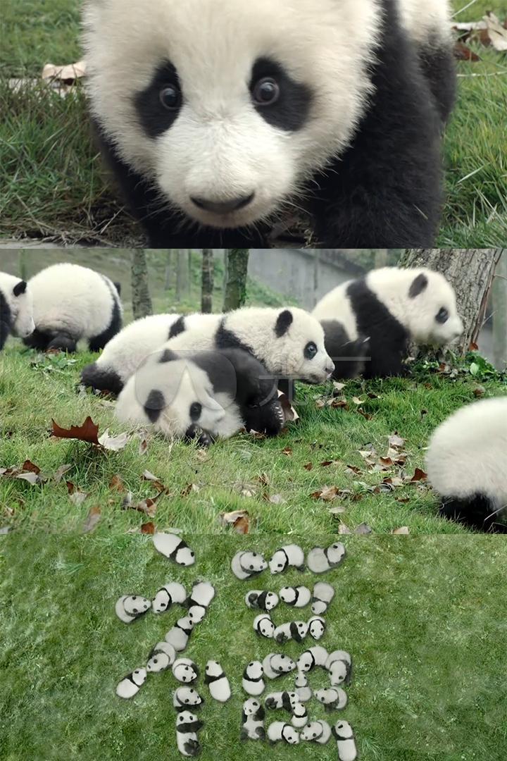 大熊猫可爱动物卖萌黑眼圈幼崽福小鸡破壳