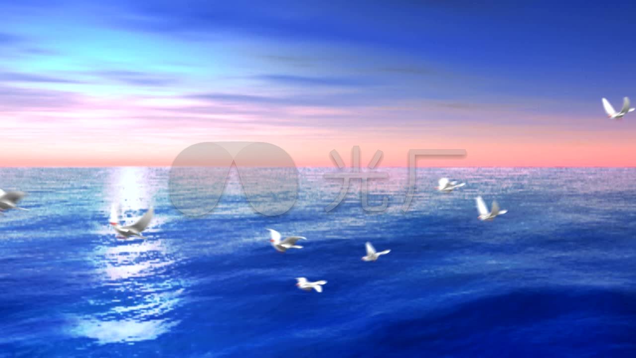 大海海鸥高清视频