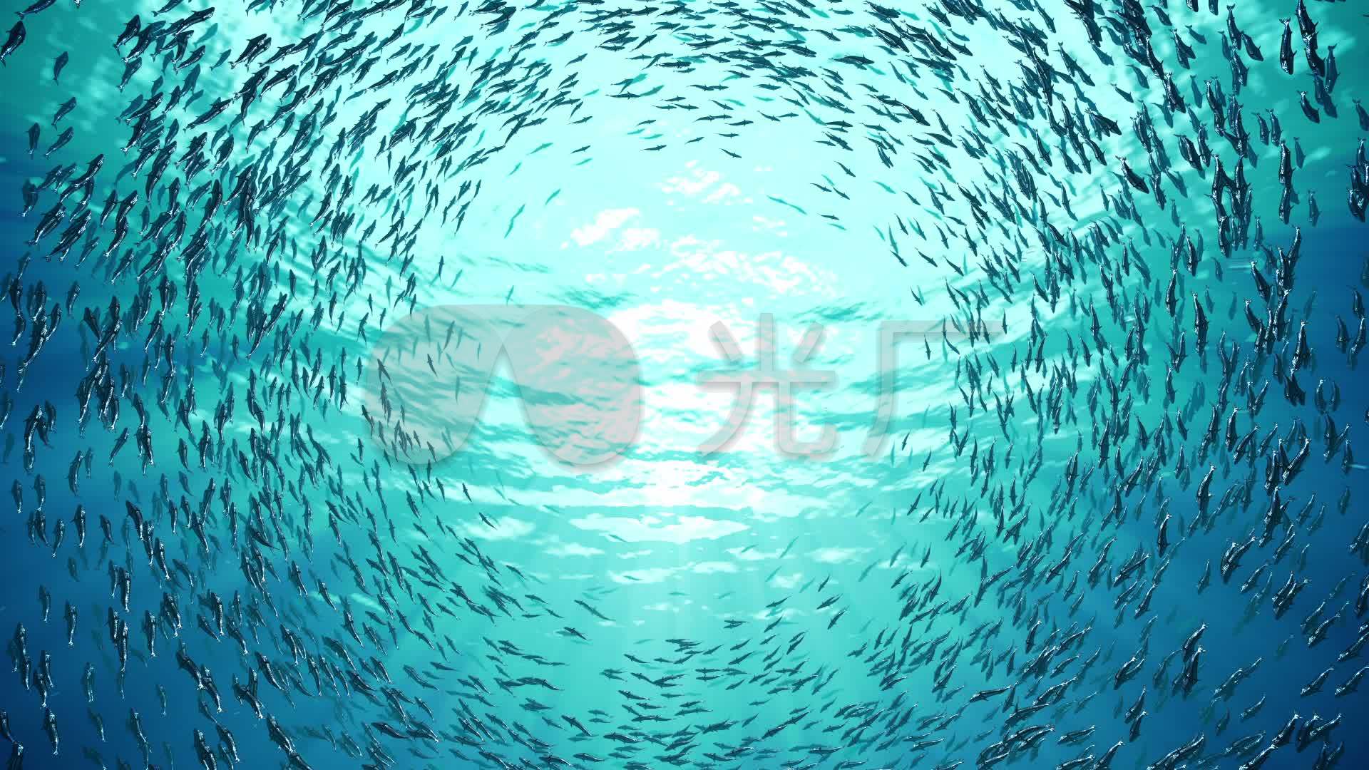 海洋鱼群仰视