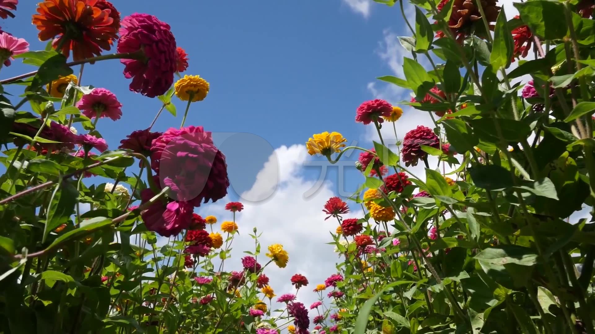 花朵花圃美丽的花卉视频_1920x1080_高清视频素材下载(编号:1032997)