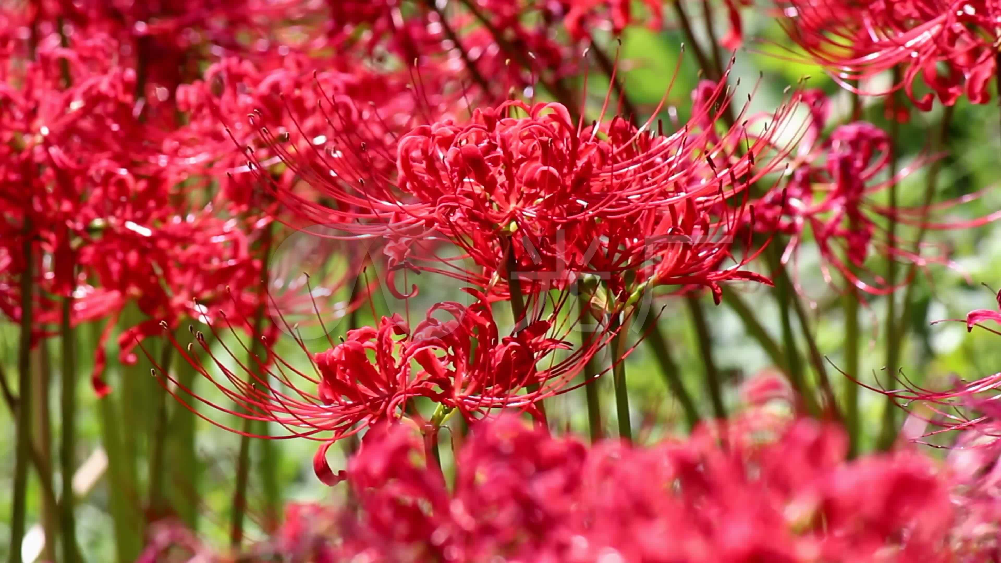 彼岸花曼珠沙华花圃4k_3840x2160_高清视频素材下载(编号:1033019)