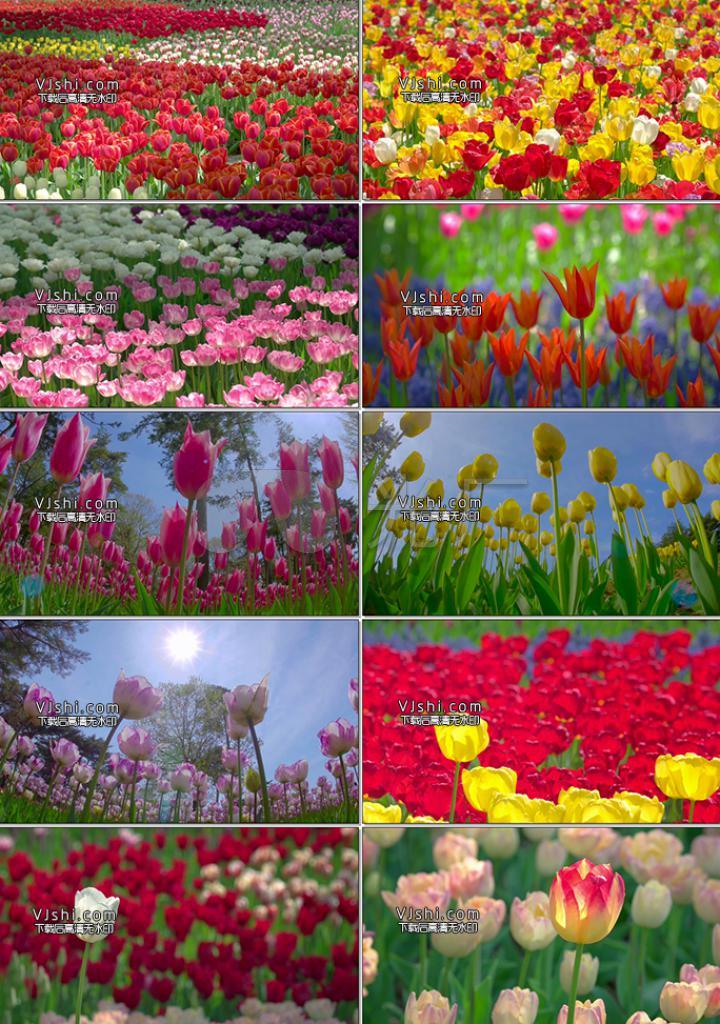 特写花朵庄园花儿鲜花花蕊花卉公园大自然花蓝天白云红花绿叶春暧花开