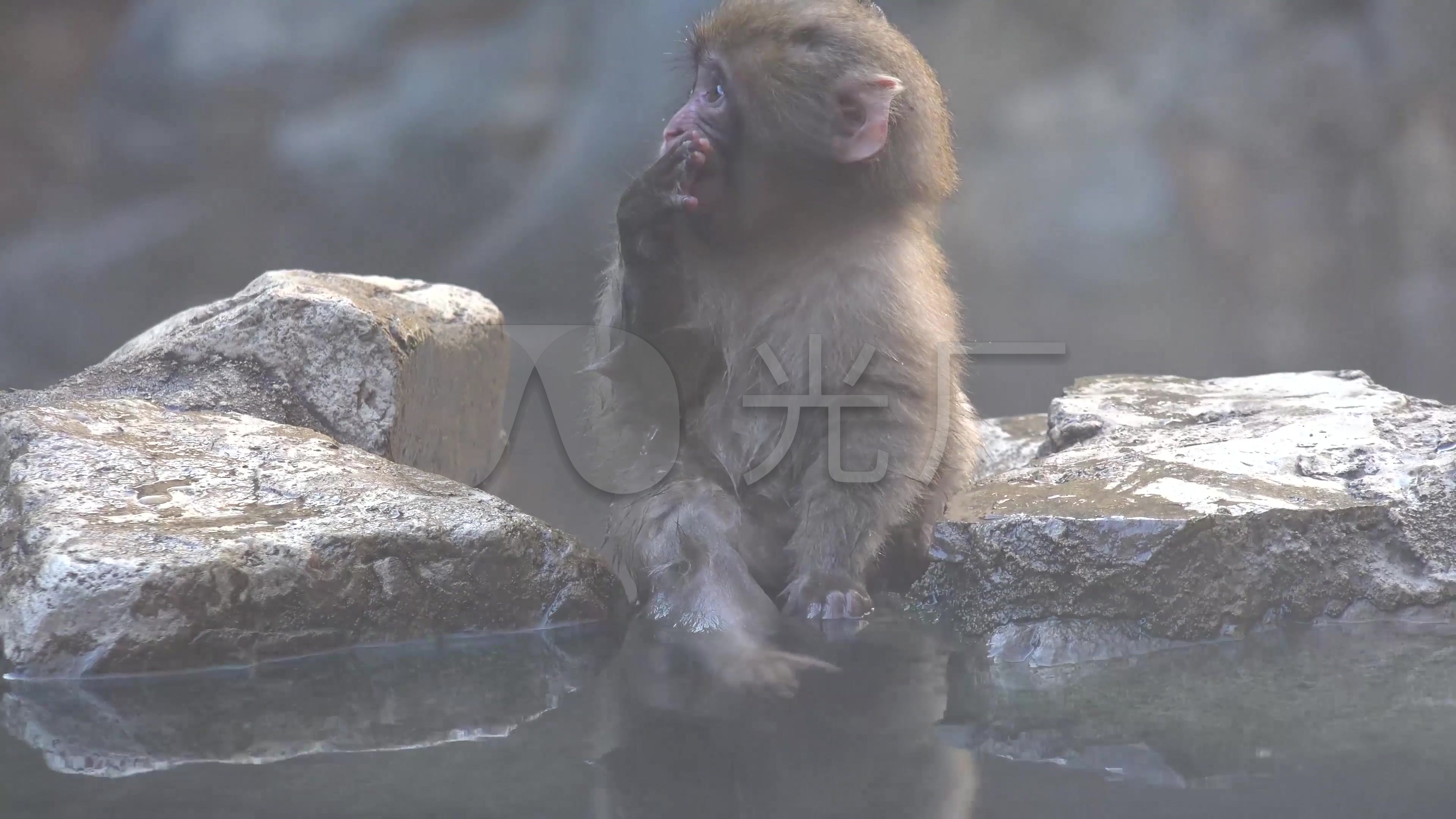 动物猴子冬天泡温泉猴子视频