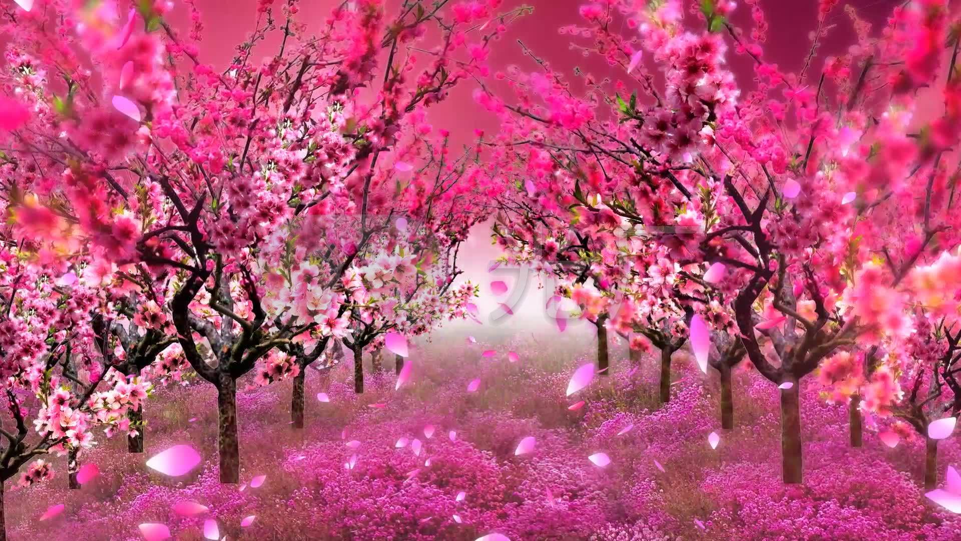 唯美桃花林