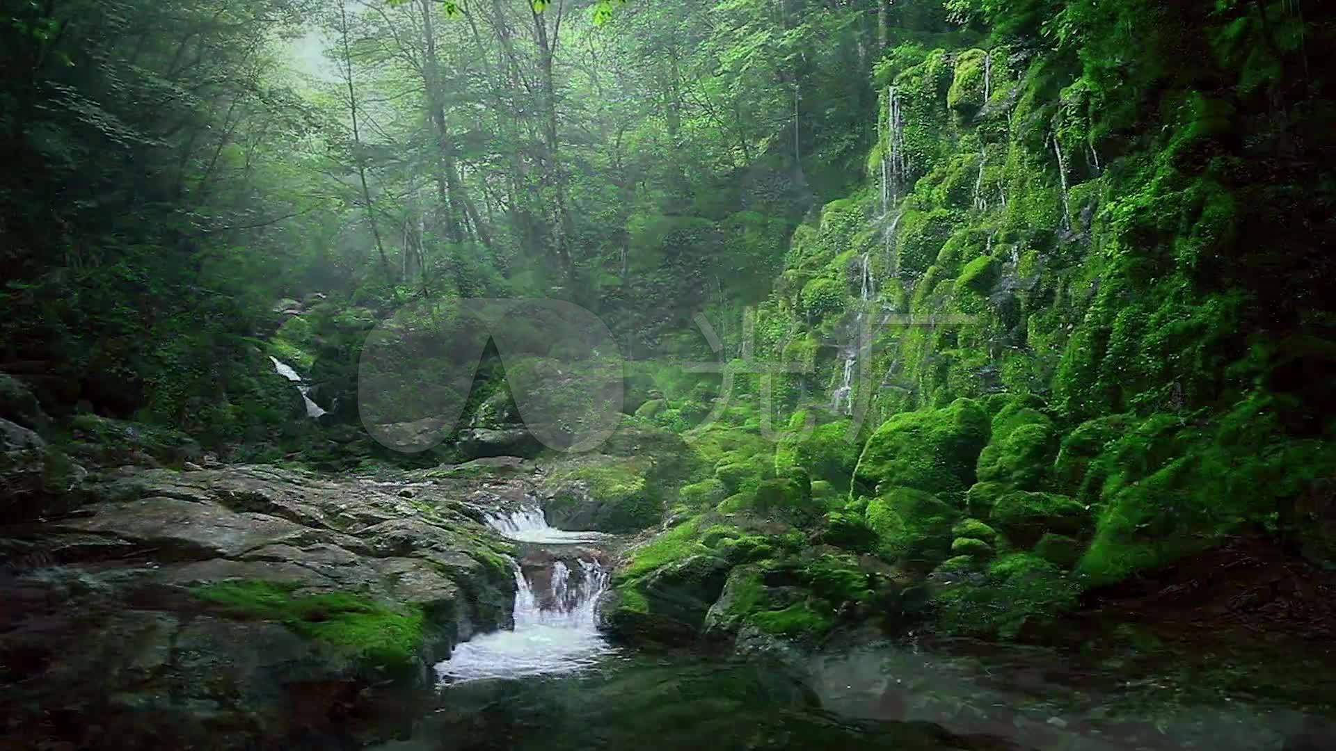 纯净自然绿色山涧流水小溪森林_1920x1080_高清视频