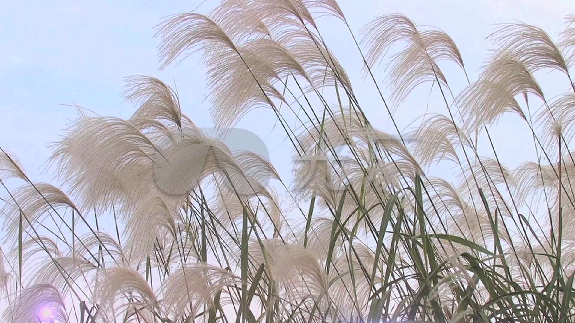 视频素材 舞台背景 配乐歌舞 女独《芦花》  来自视频原始文件或预览