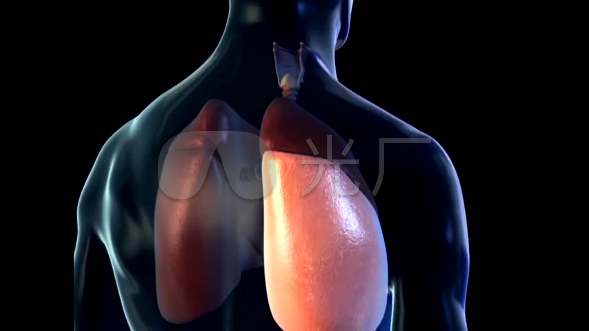 肺3D医学动画_1920X1080_高清视频素材下载