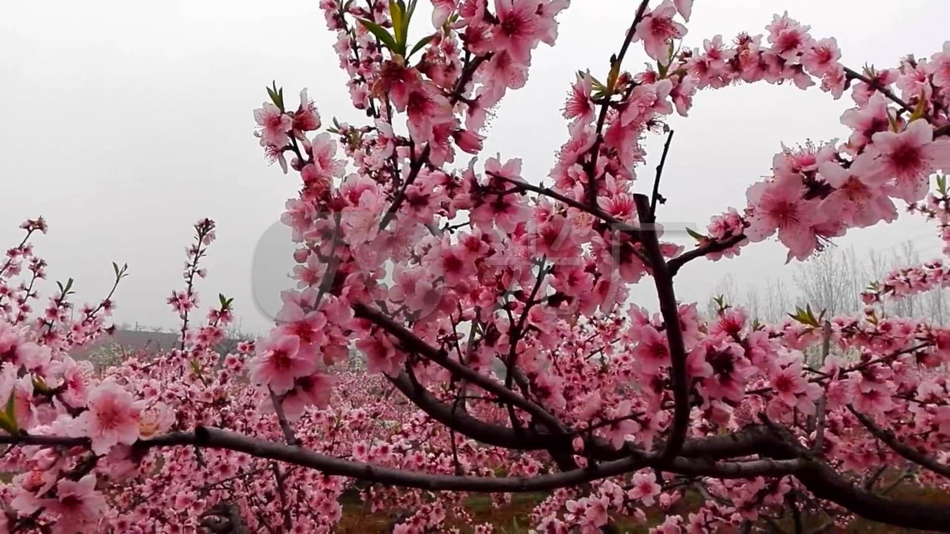 视频素材 实拍视频 自然风景 桃花美丽桃花 来自视频原始文件或预览