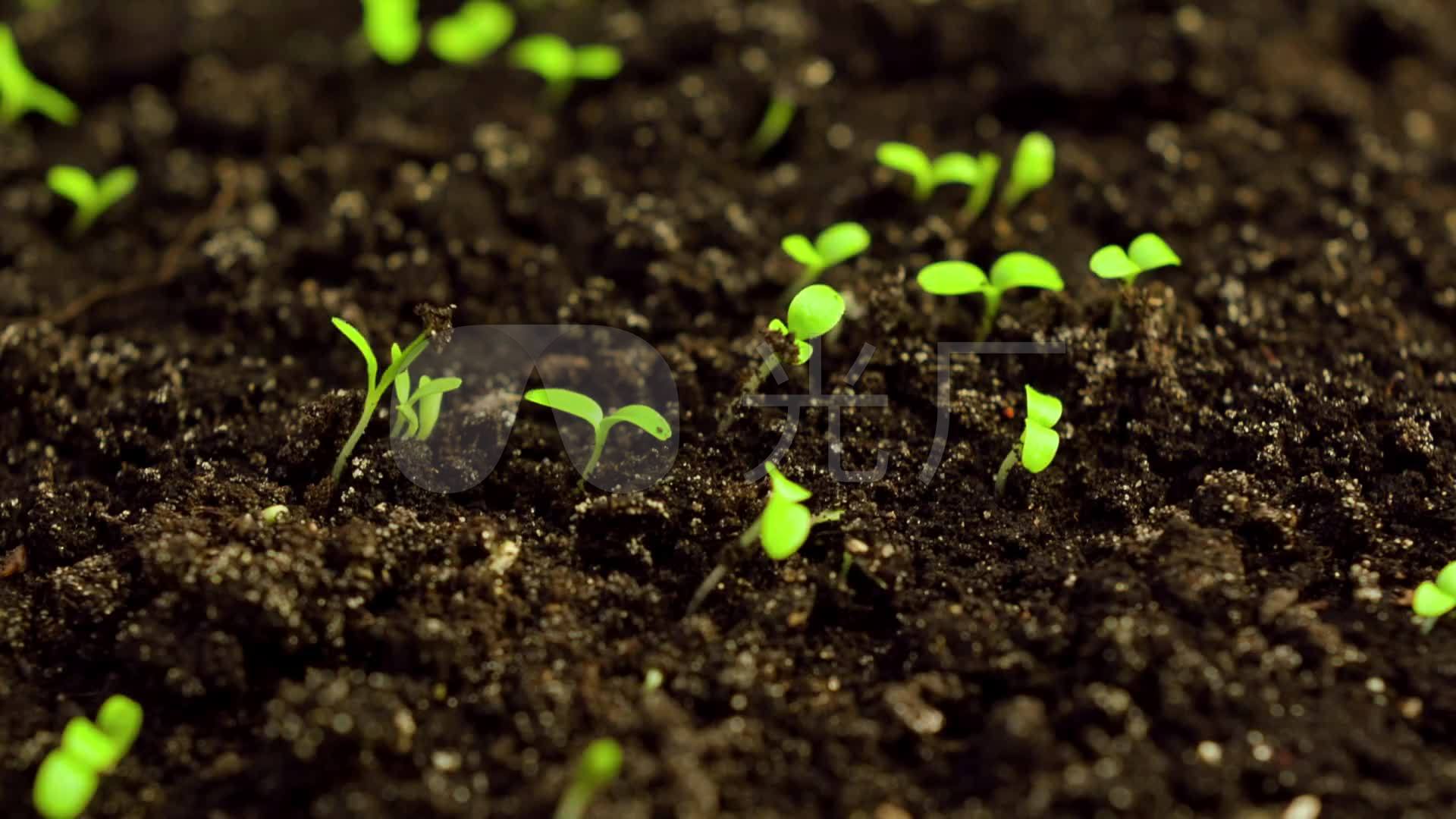 滋润植物小草发芽生长的视频素材