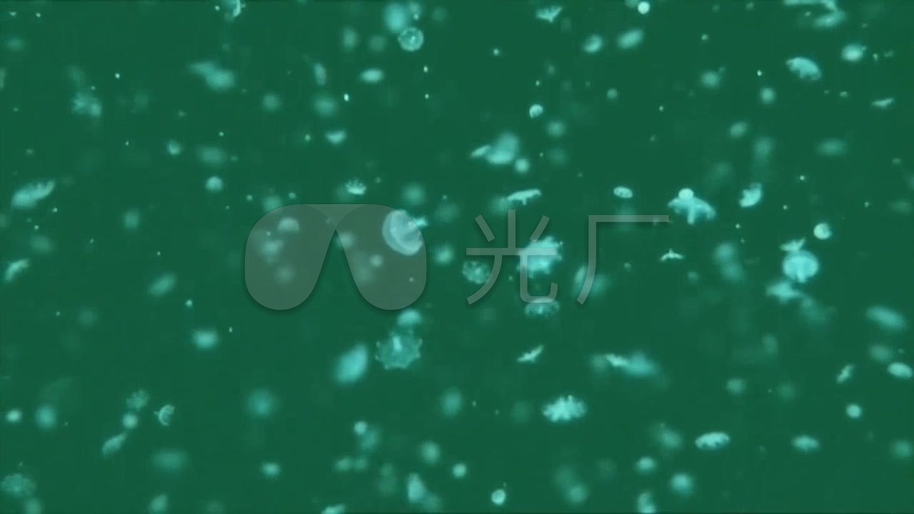 海洋浮游生物_甲壳类_1280x720_高清视频素材下载(:)