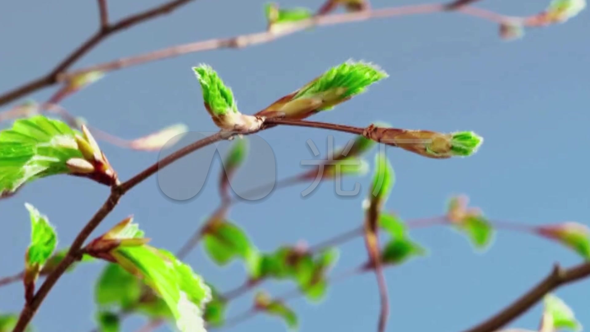 春天万物生长发芽