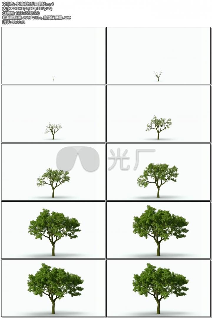 小树成长动画素材