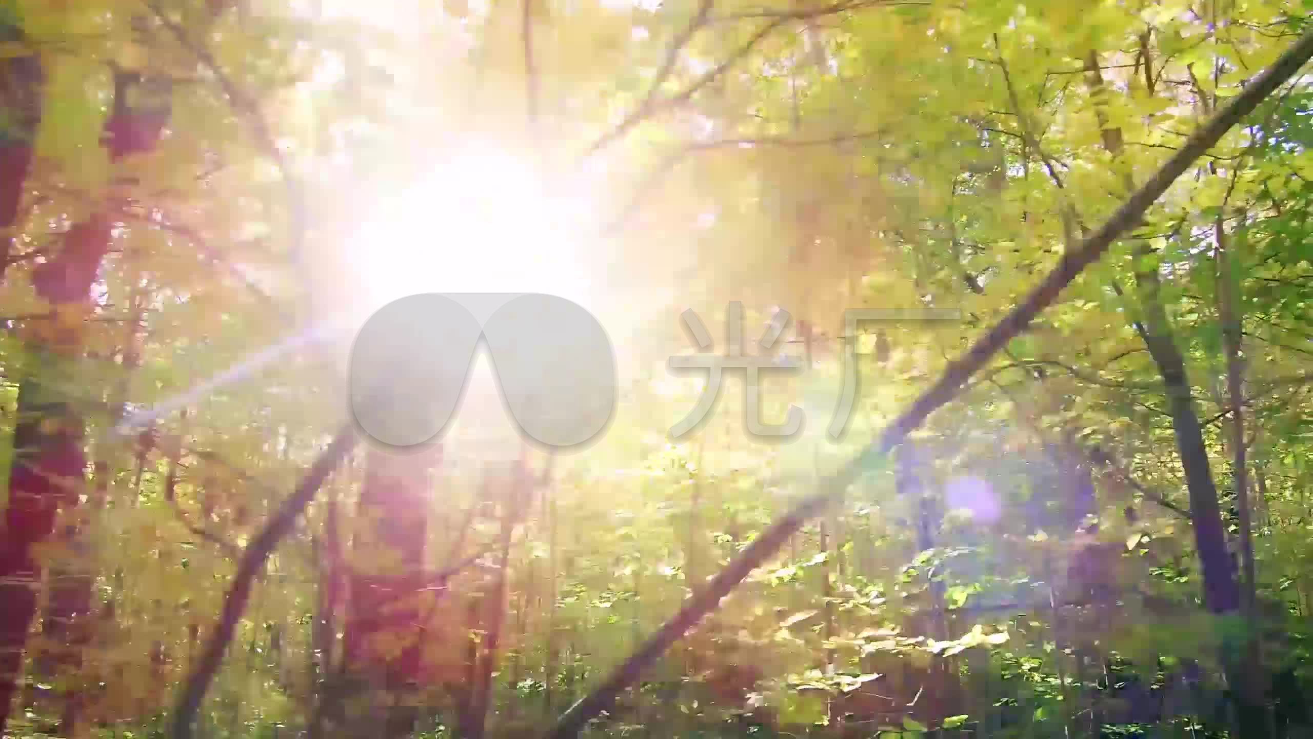 视频素材 实拍视频 自然风景 枫树林下阳光灿烂视频素材  来自视频