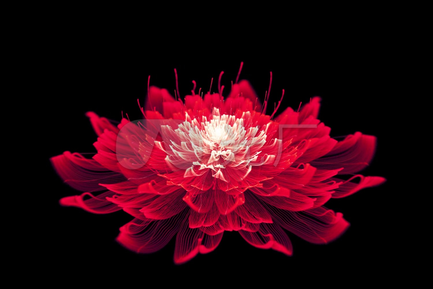 分形花 花 花旋转 花绽放