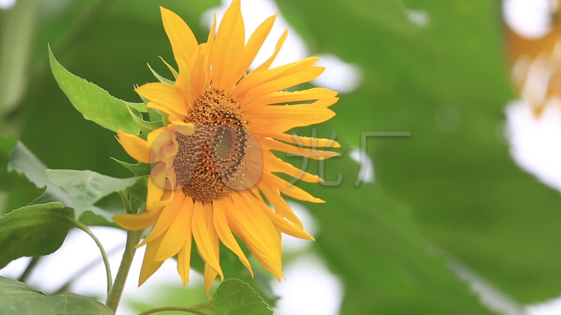视频素材 实拍视频 自然风景 向日葵 来自视频原始文件或预览原始文件