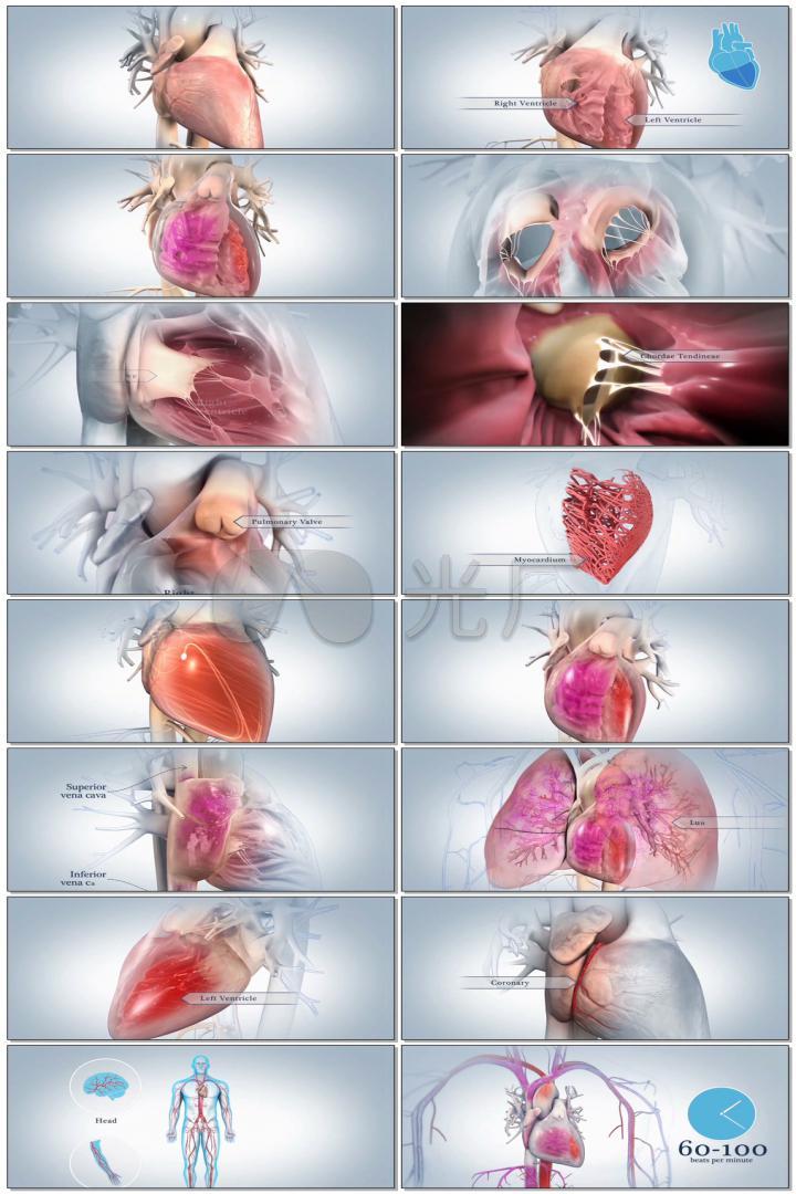 3d心脏医学医疗视频