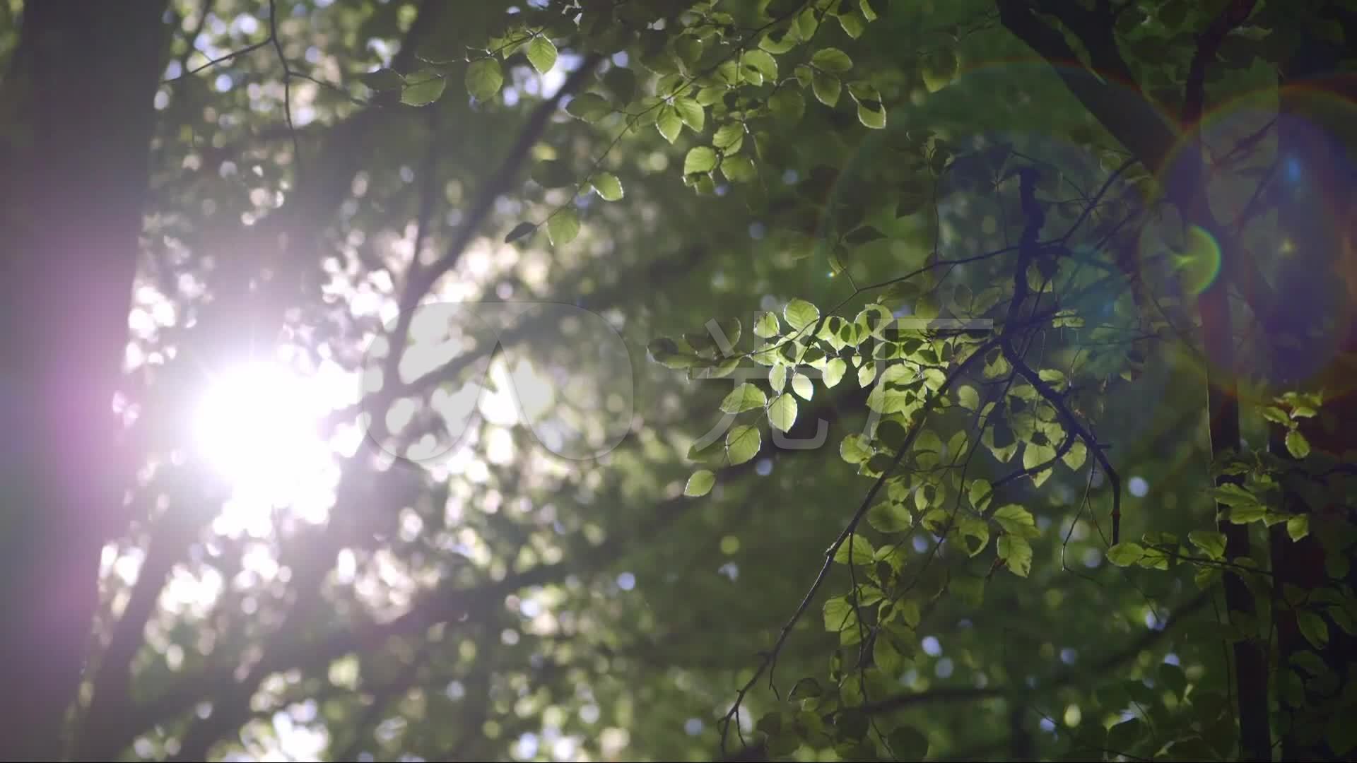 明媚阳光透过树林树叶缝隙