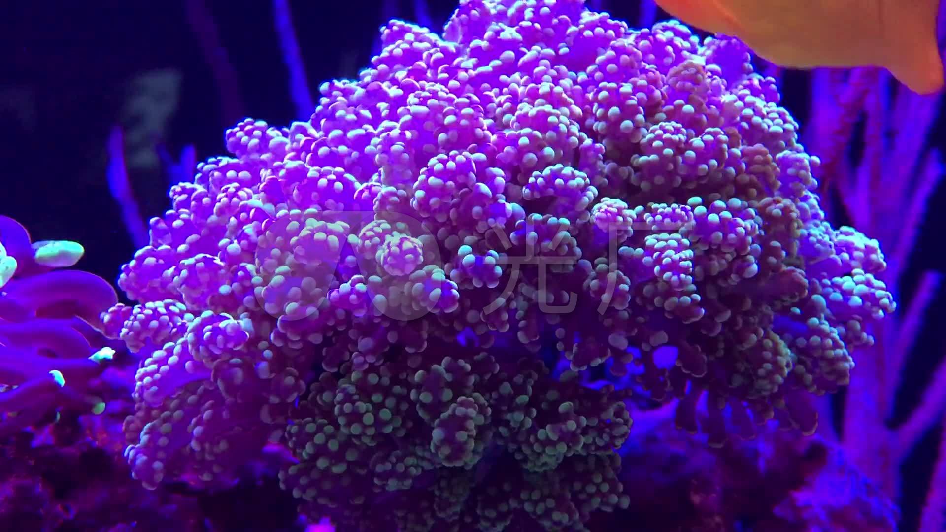 紫色唯美珊瑚
