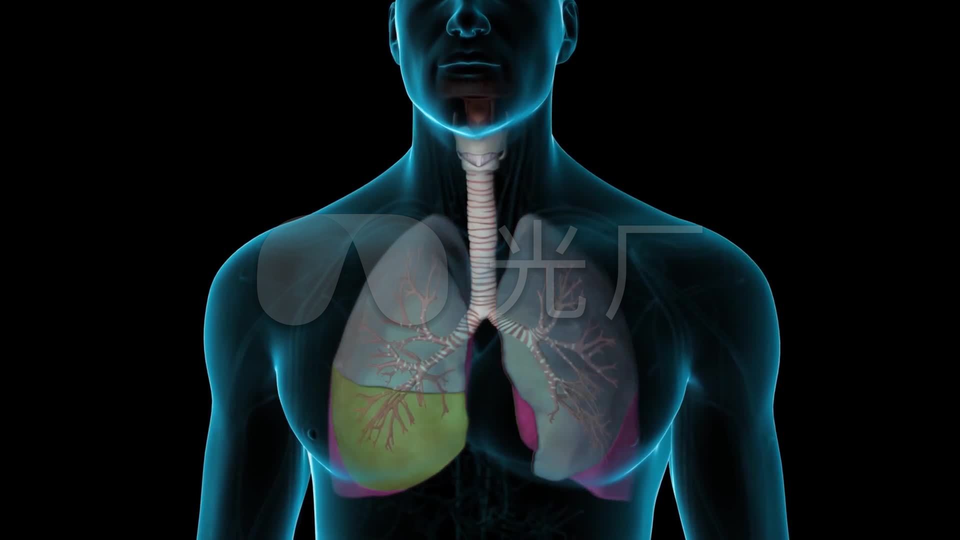 3D肺呼吸器官医疗视频_1920X1080_高清视频