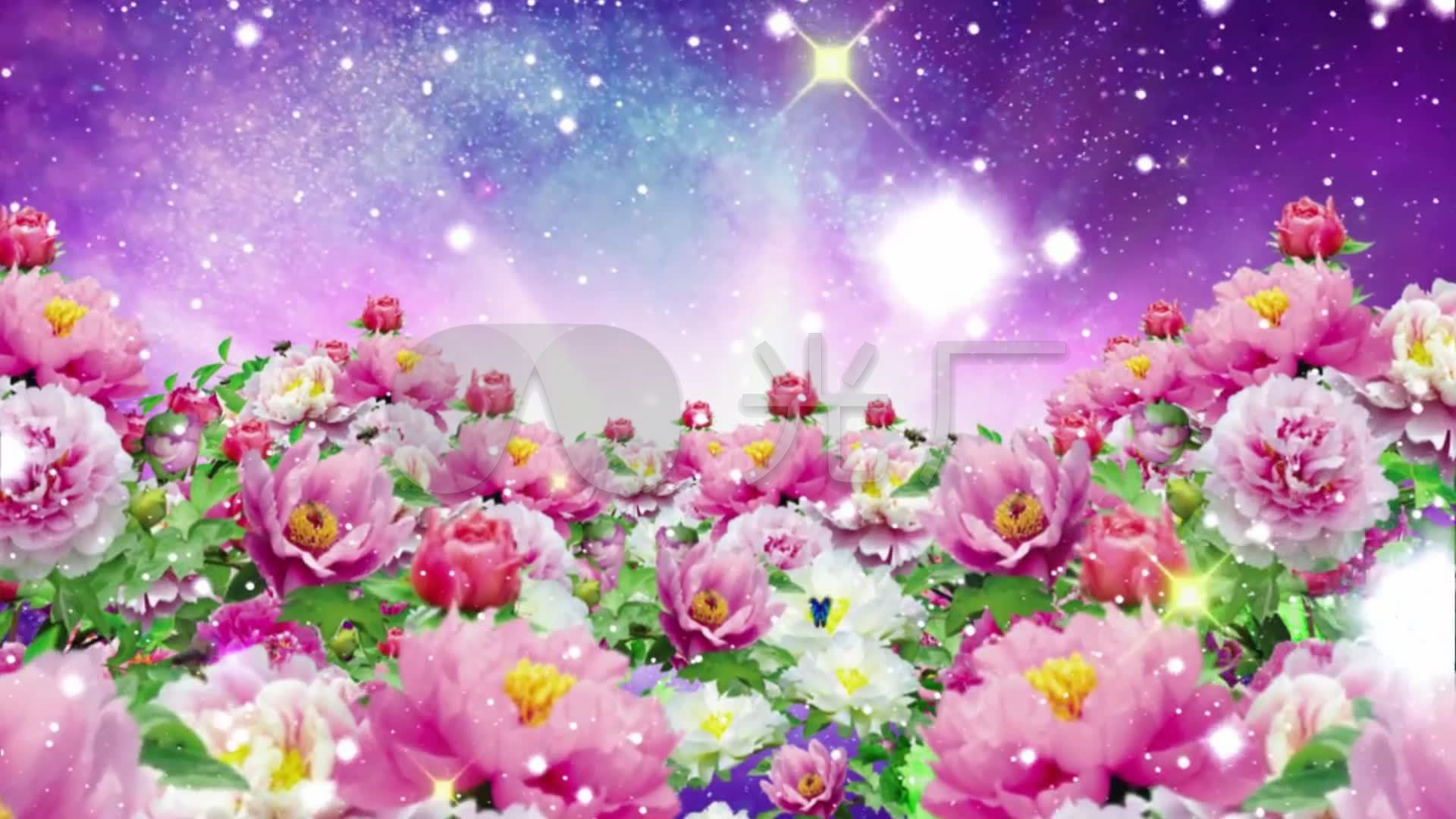 牡丹花开富贵