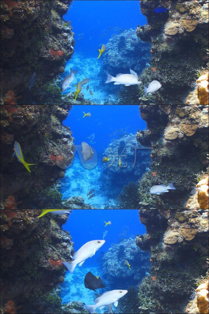 深蓝海洋鱼群游动珊瑚礁唯美奇幻海底世