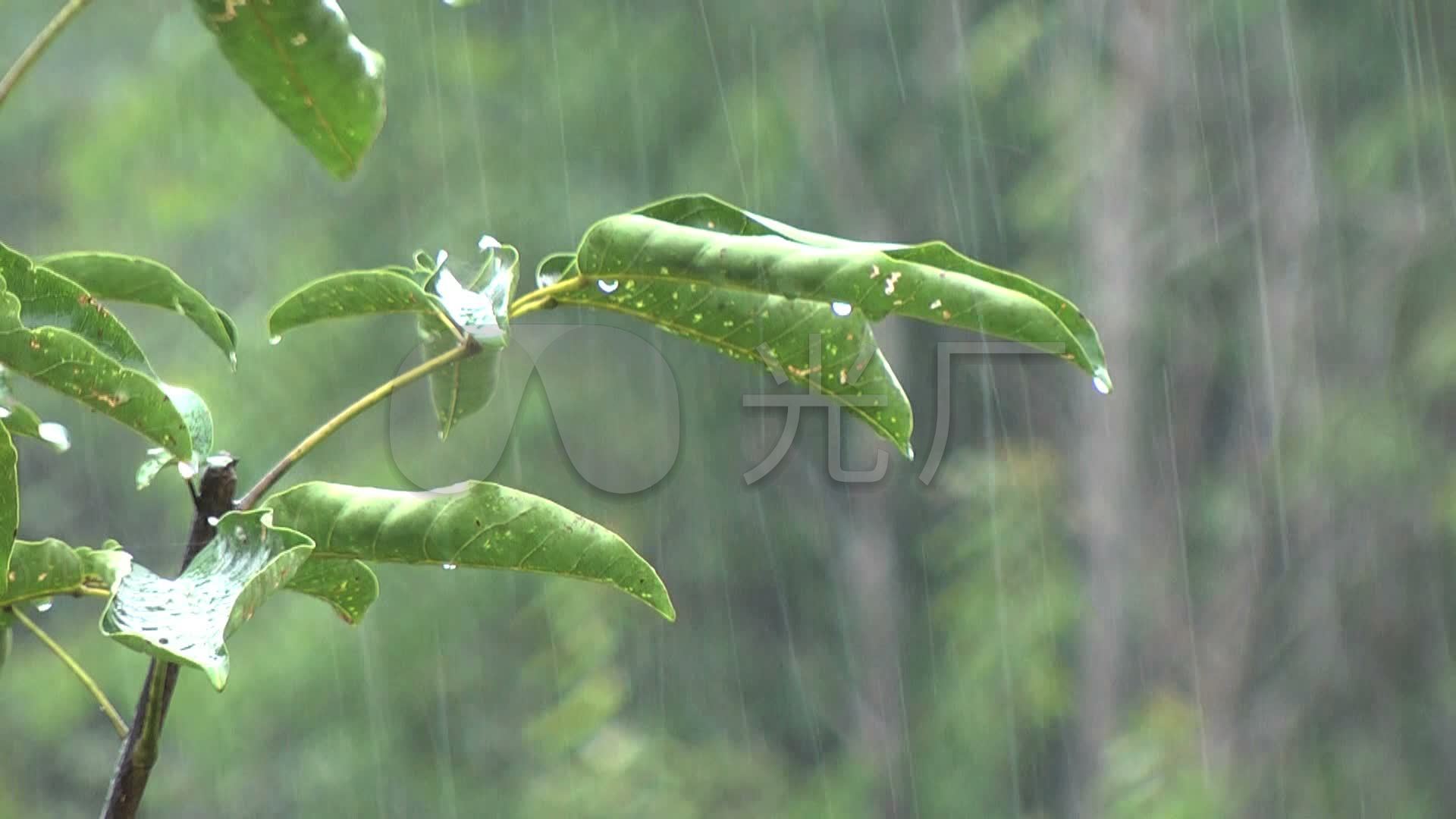 下雨天雨滴落树叶凝聚水滴高清视频实拍_1920x1080