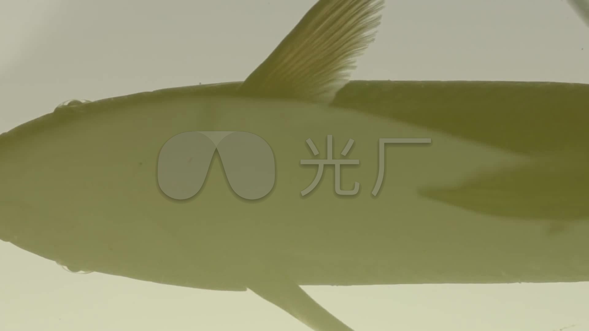 素材高清养鱼_1920X1080_农村视频特权下载网鱼塘视频图片