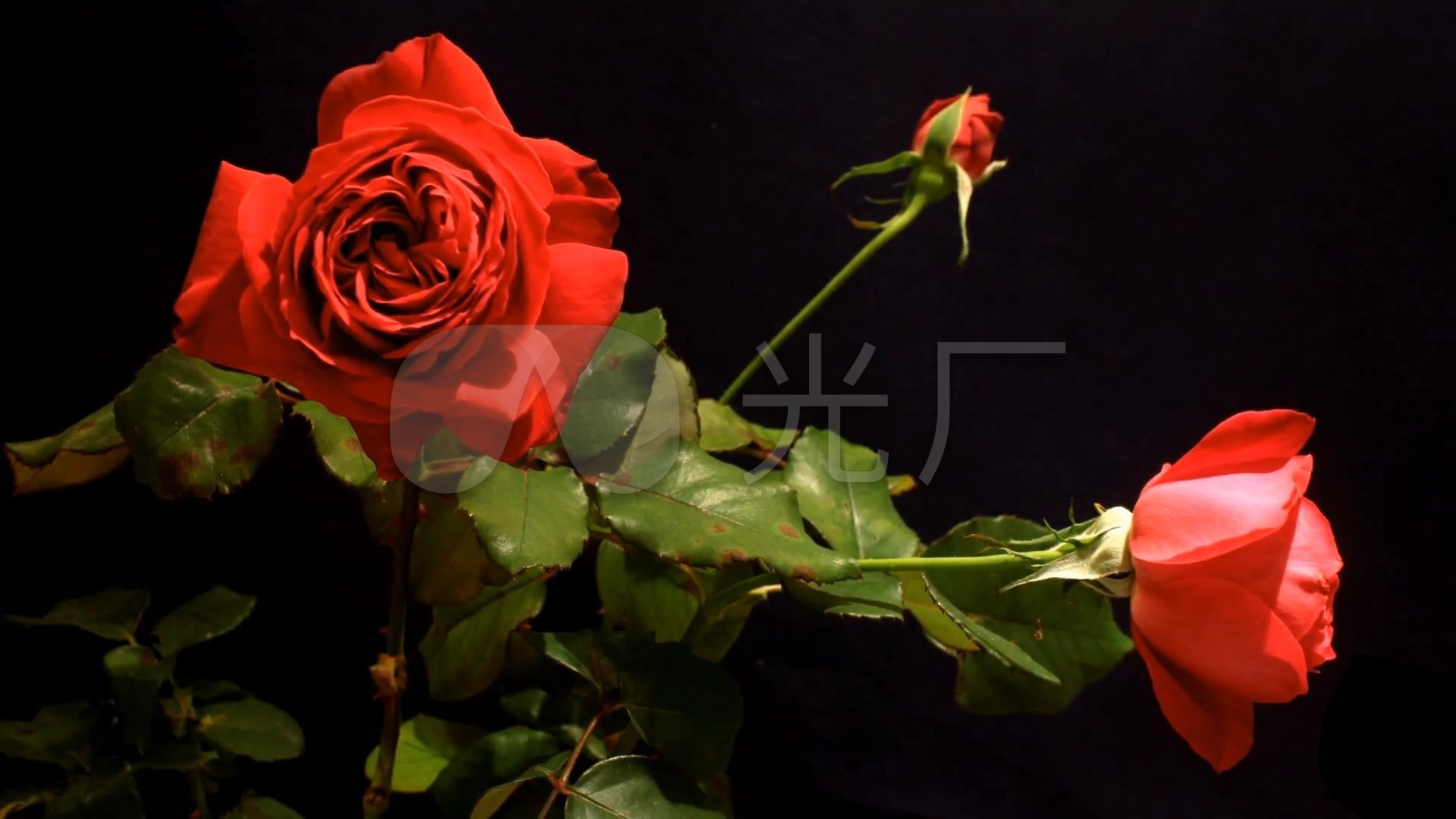 三朵玫瑰花开放_1920x1080_高清视频素材下载(编号:)