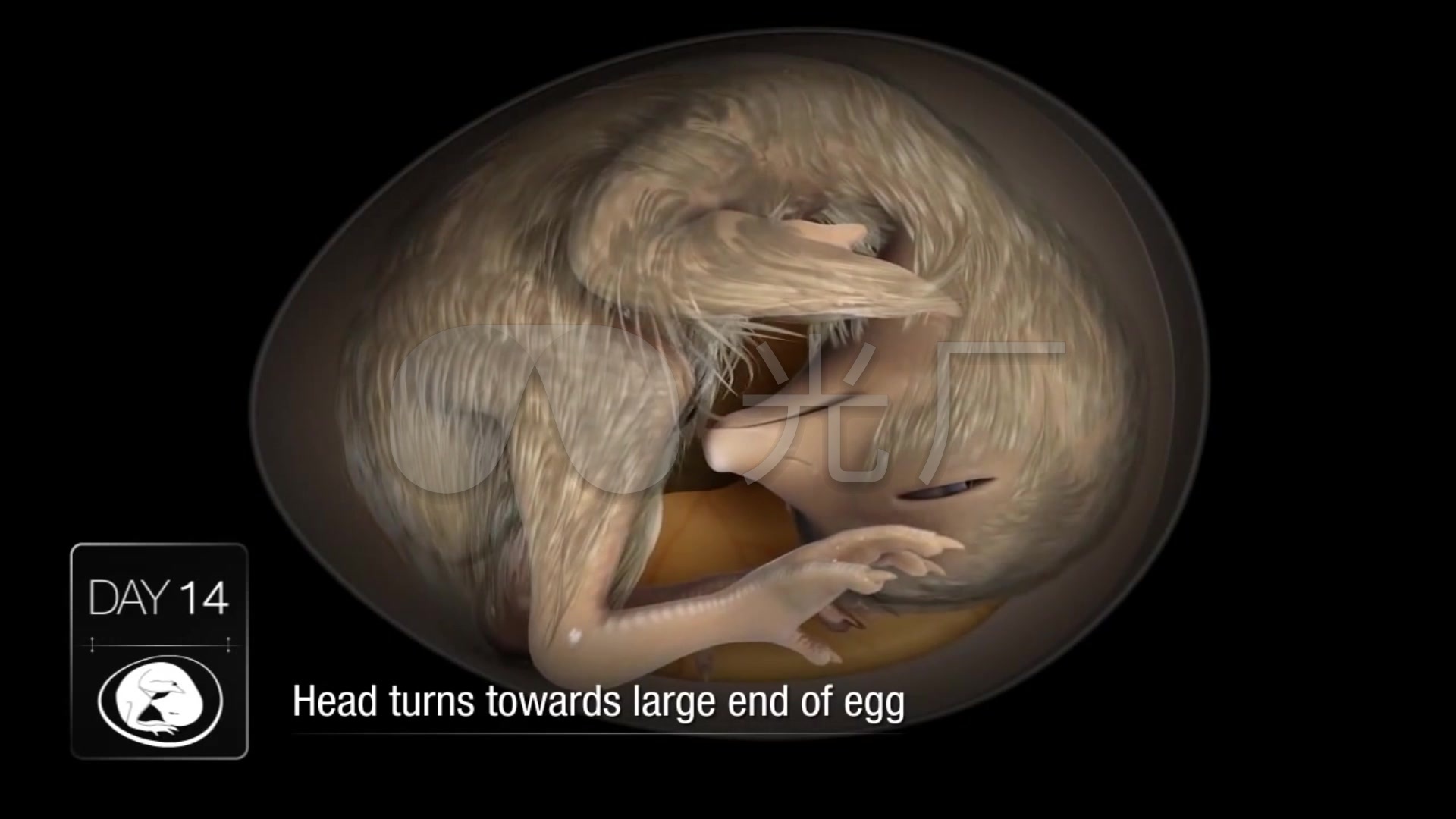 3D动画小鸡从蛋壳到孵化全过程21天_1920X1