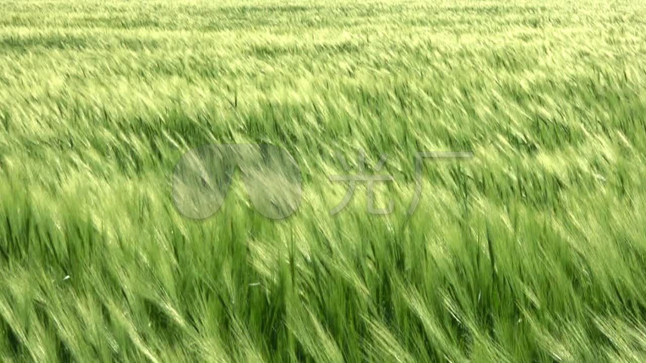 风吹麦田