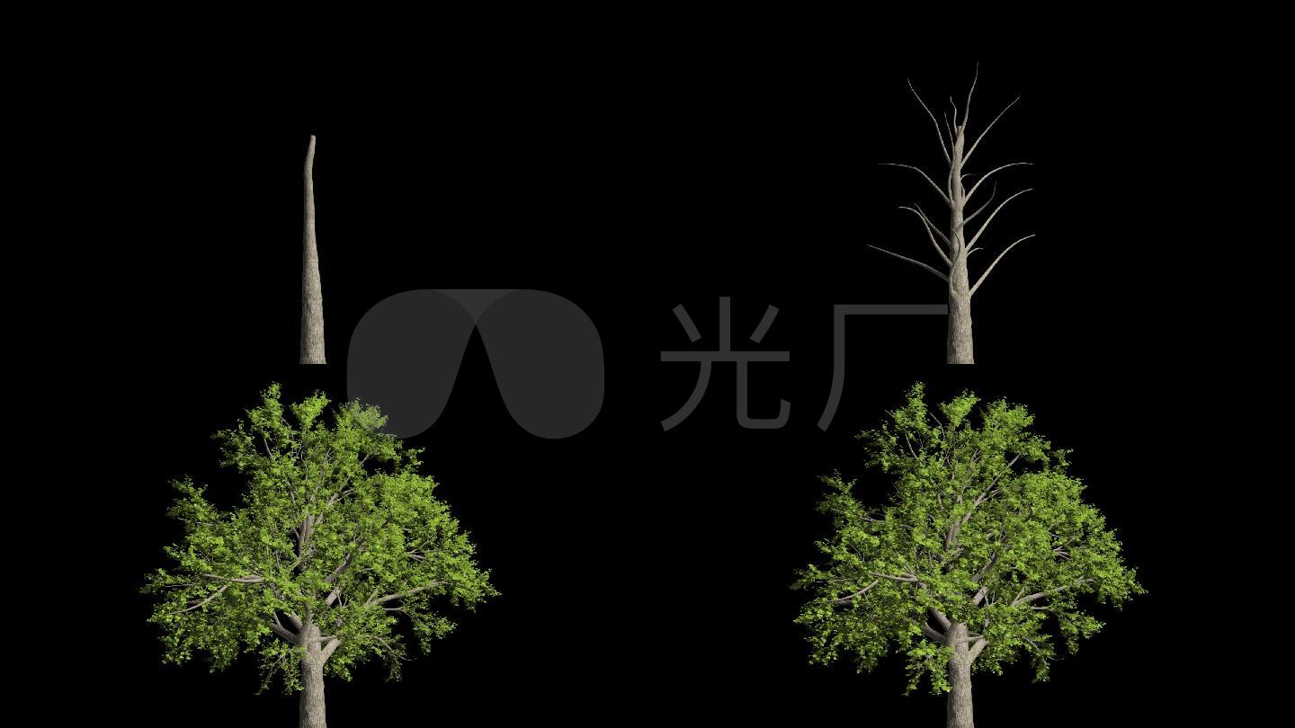 小树生长成大树动画