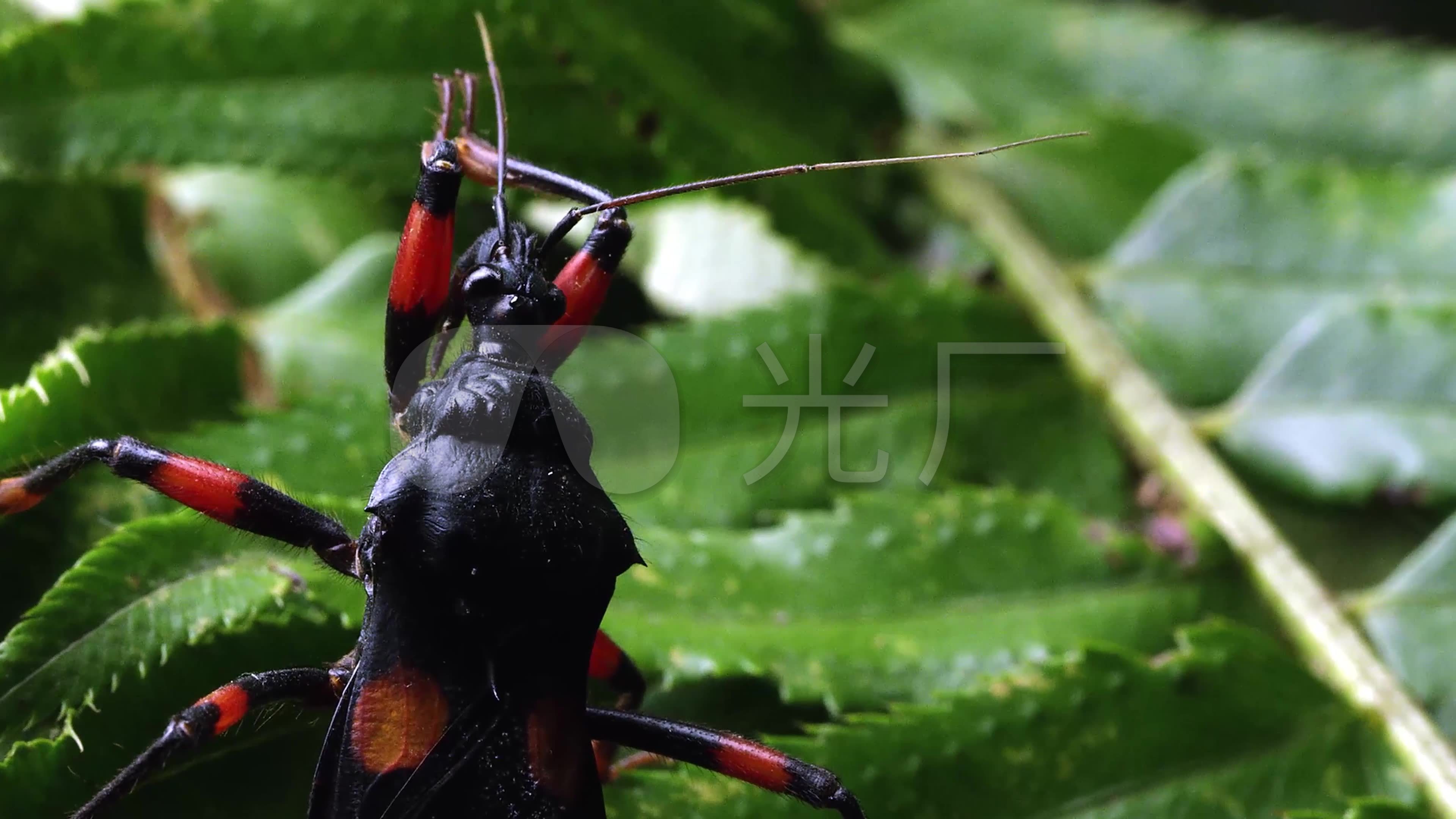 动物昆虫猎蝽特写4k高清实拍_3840x2160_高清视频素材下载(编号