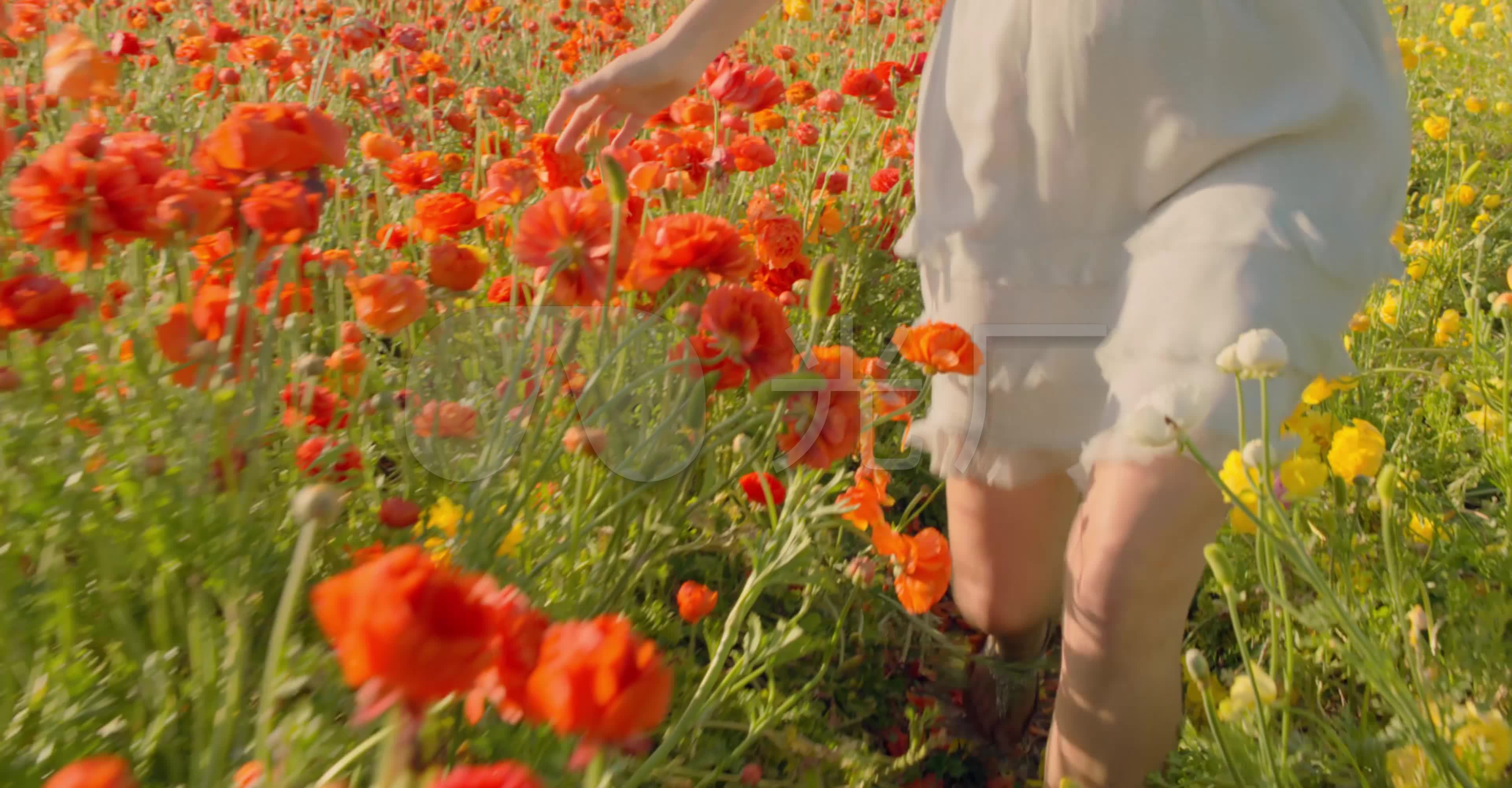 美女美女鲜花美女罂粟罂粟罂粟花_3840x2000_高清视频