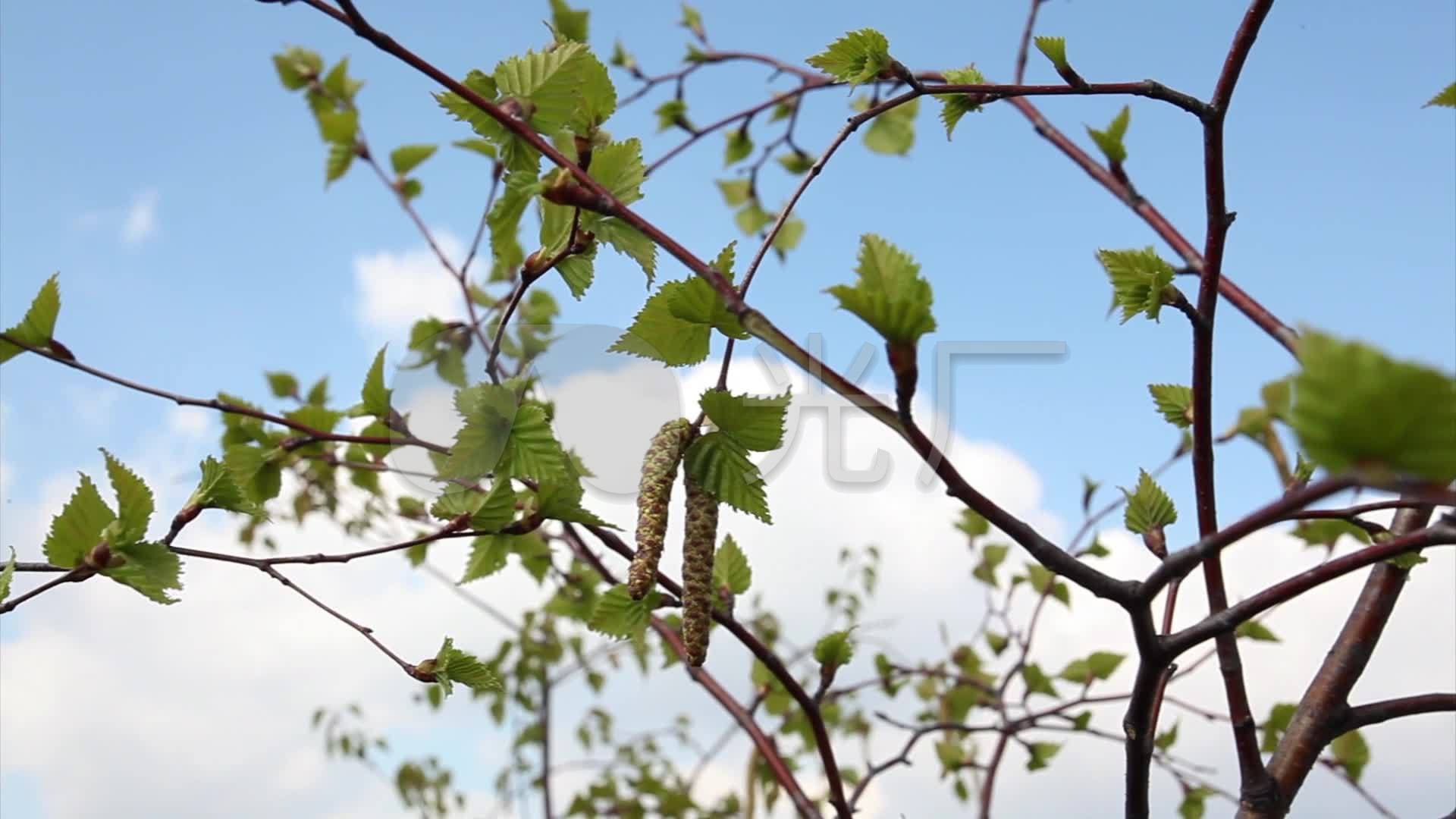 春天微风轻拂桦树果实在树上摇摆镜头记录