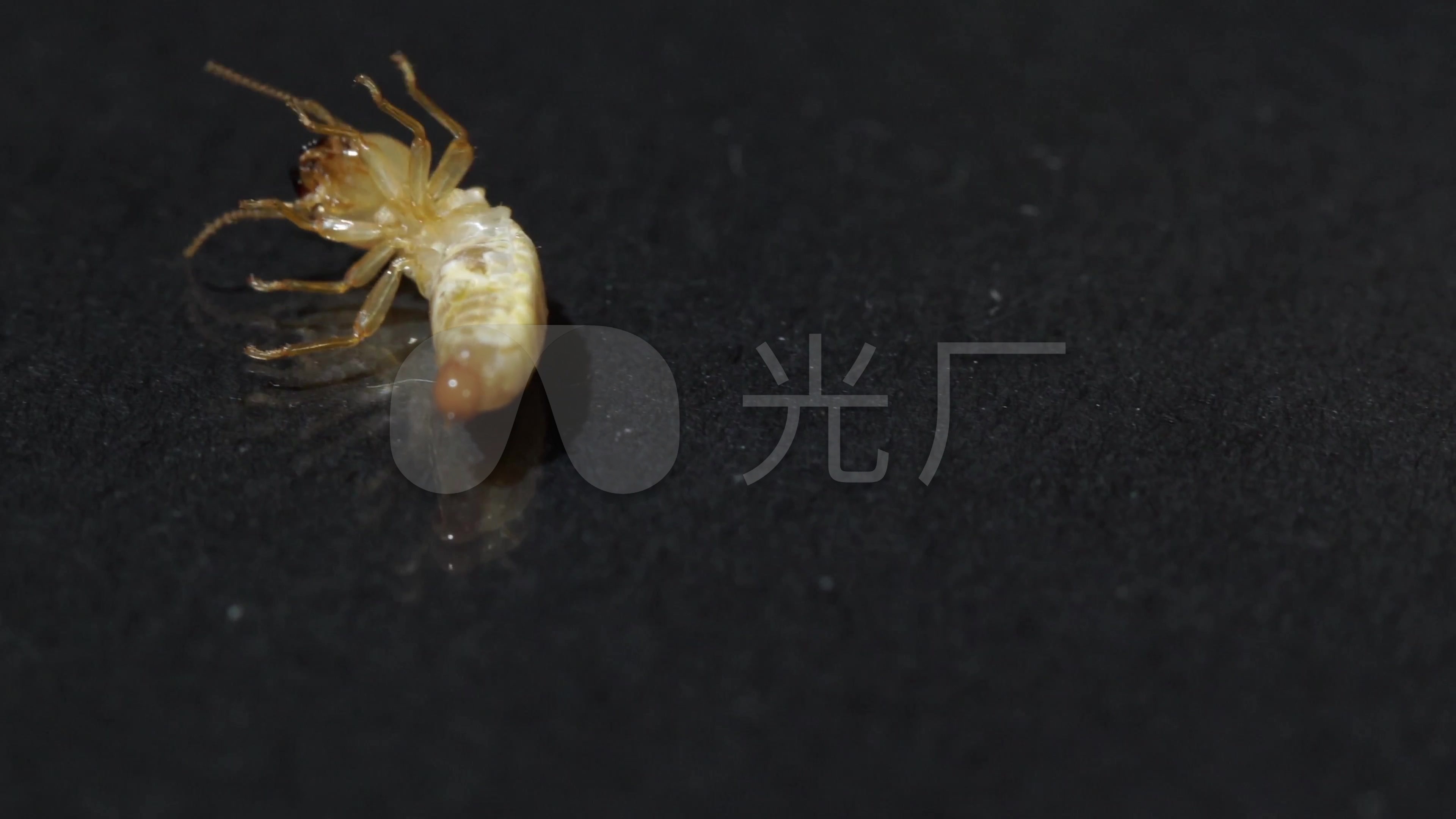 4k白蚁水蚁虫灾虫卵_3840x2160_高清视频素材下载(:)