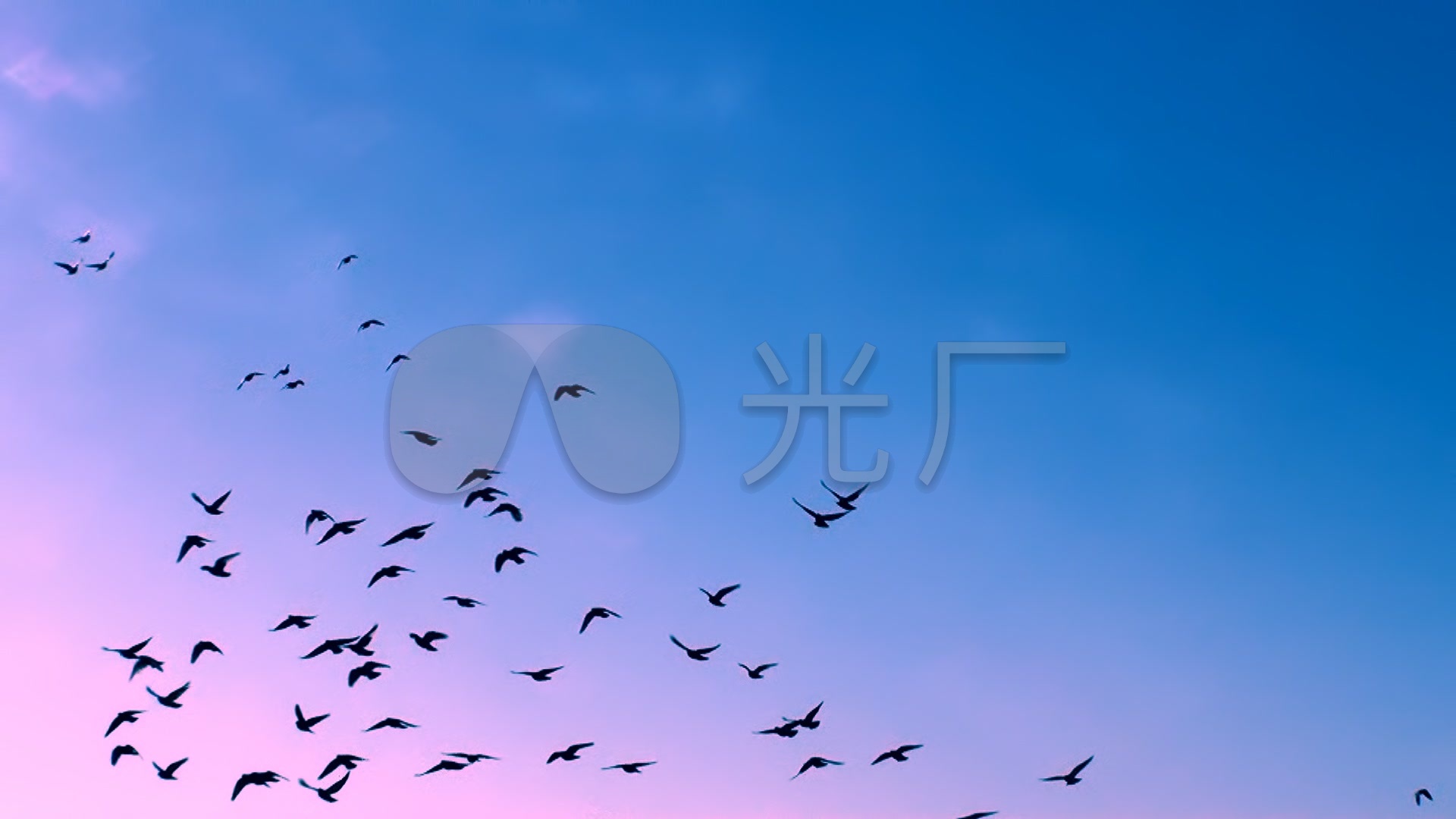 蓝天飞鸟