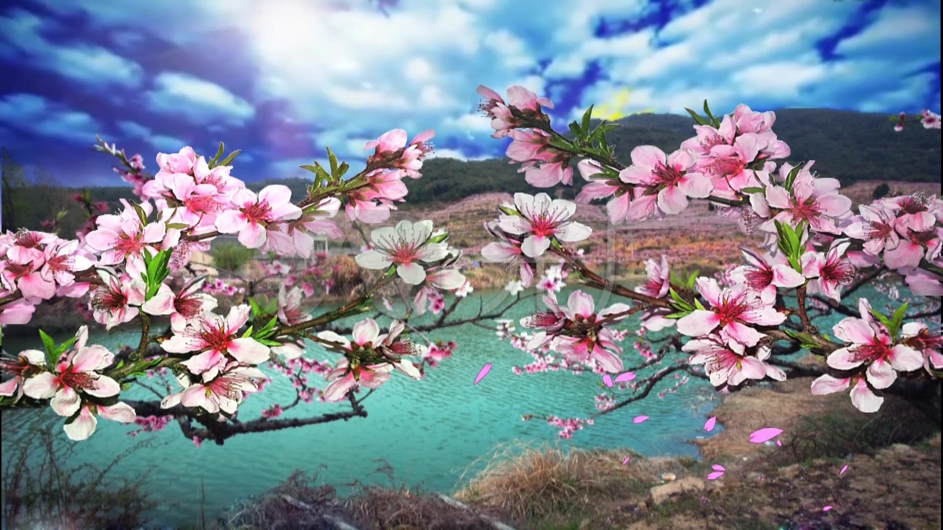 桃花盛开桃花坞婚庆舞台_1920x1080_高清视频素材下载