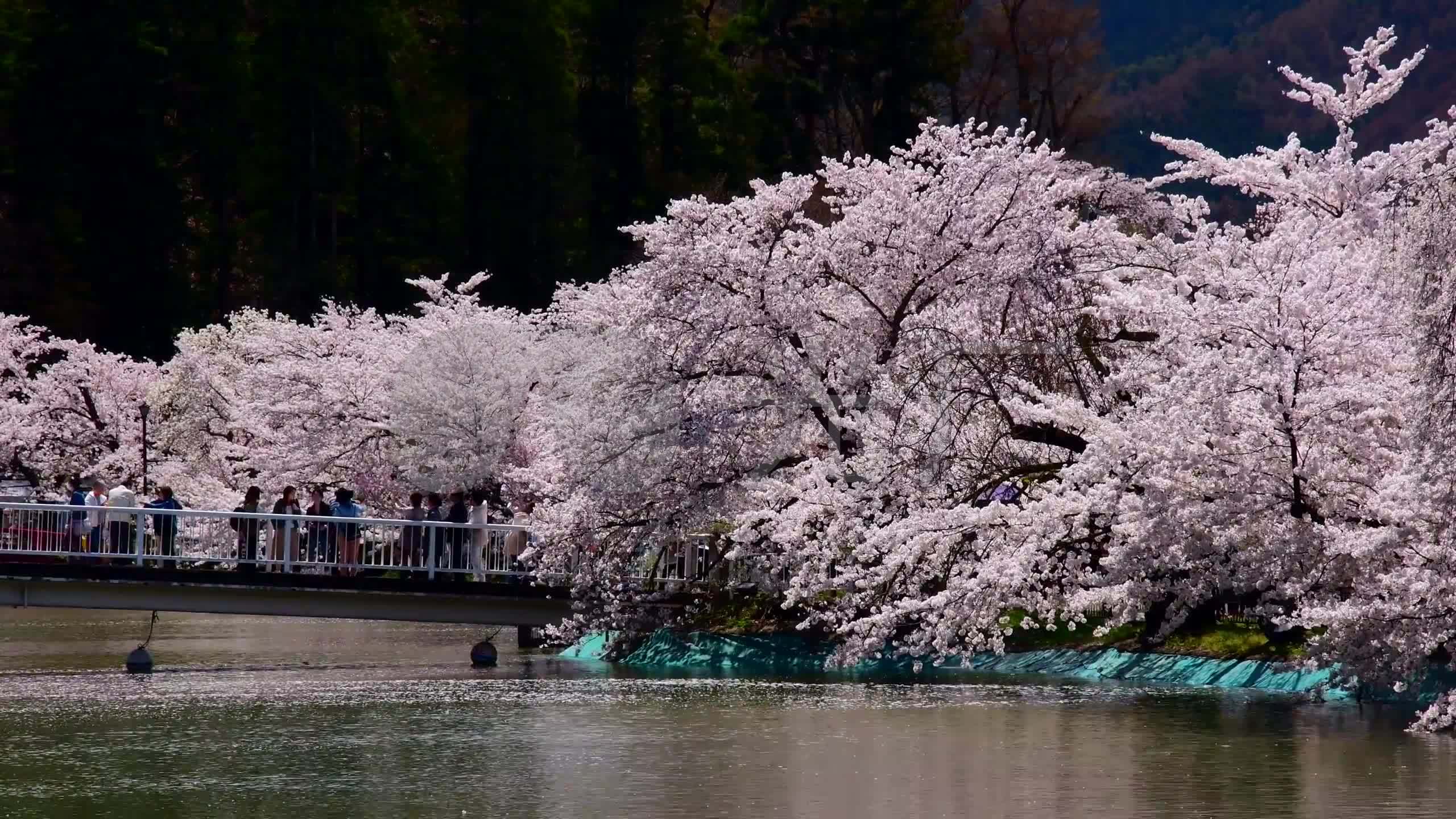 日本长野公园樱花湖泊赏花花枝花絮9298_2560x1440_高清视频素材下载