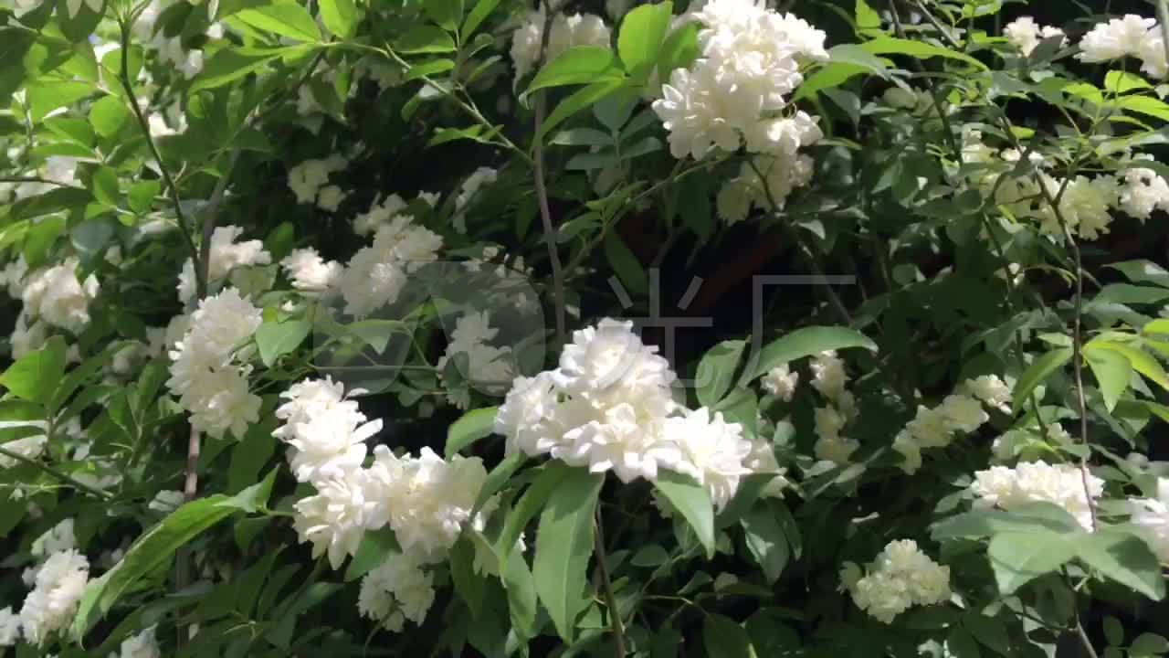 白色蔷薇花 蔷薇 蔷薇花 花 白花