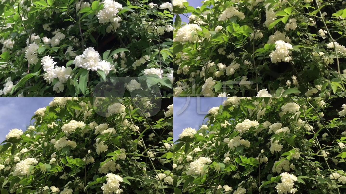 白色蔷薇花蔷薇蔷薇花花白花
