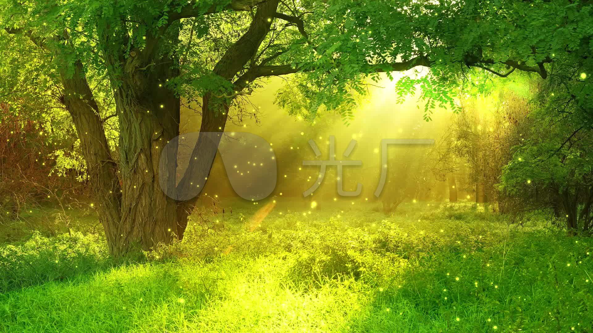 绿色森林树林阳光led舞台背景_1920x1080_高清视频素材下载(编号