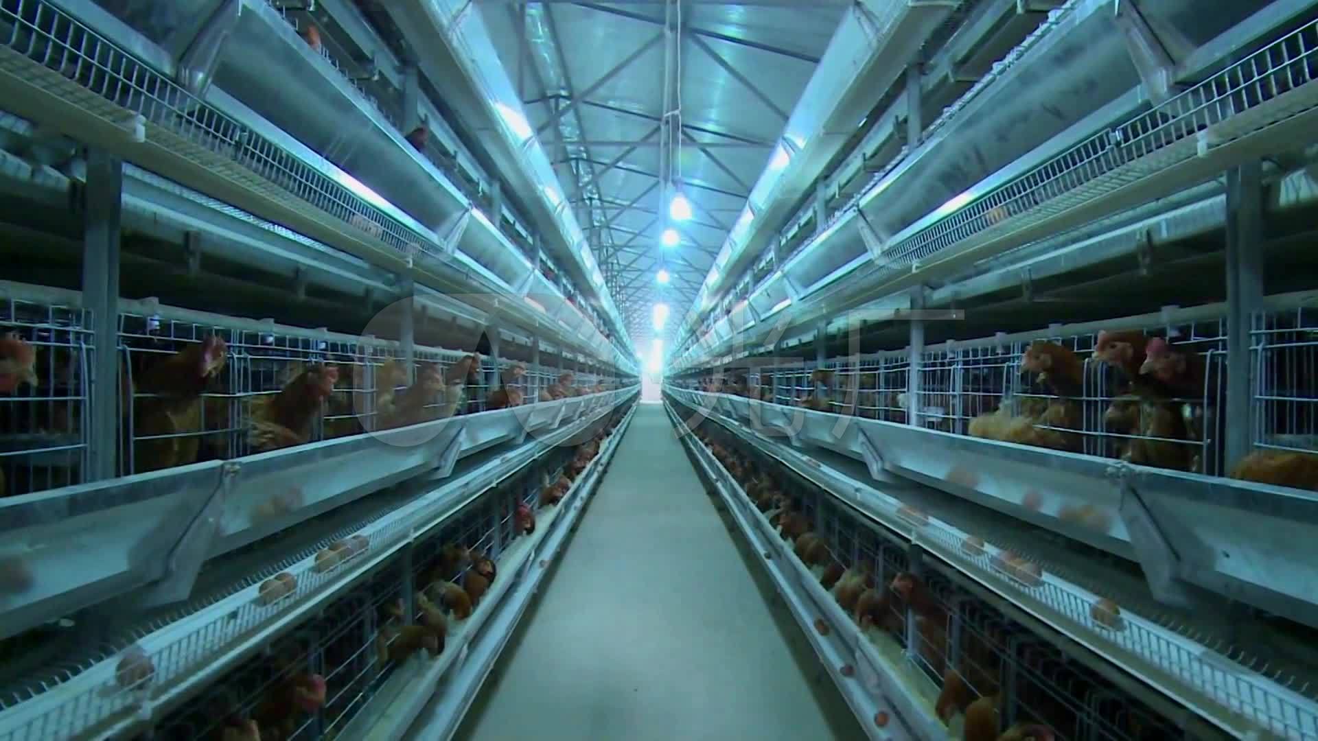 集约化规模养鸡场宣传片