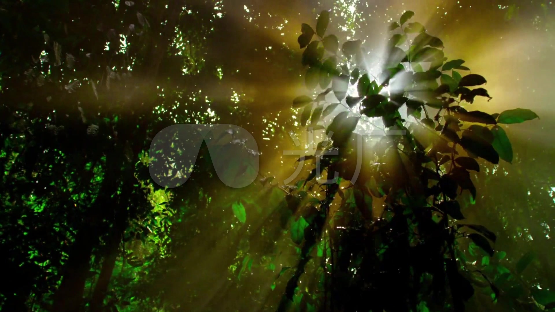 高清实拍唯美大气雨林热带森林阳光透射特写