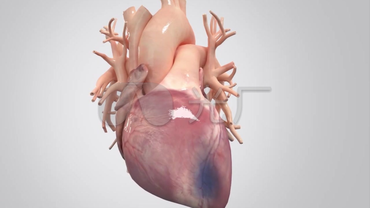 心脏血液血管3d医疗_1280x720_高清视频素材下载(编号:1150008)_实拍