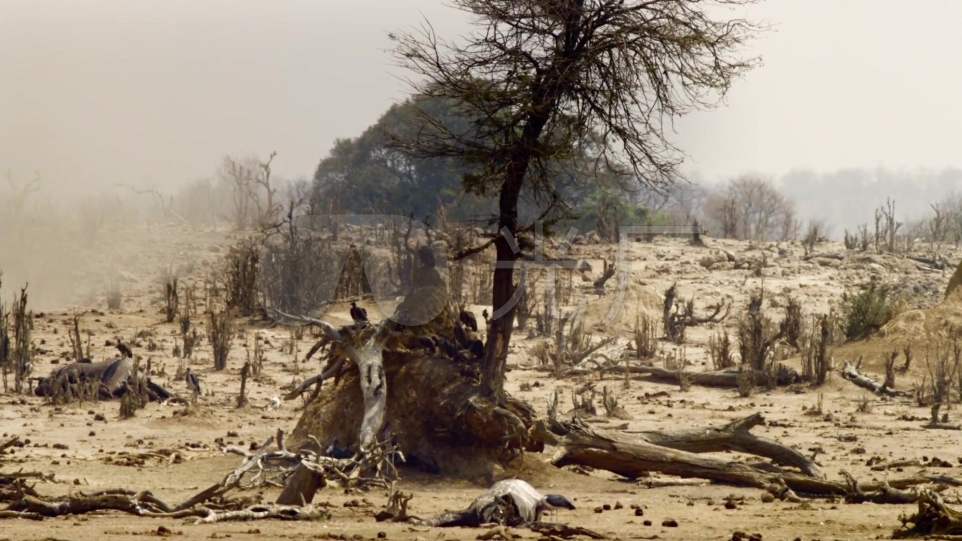 视频素材 实拍视频 自然风景 高清实拍环境遭破坏树木被砍河流干涸