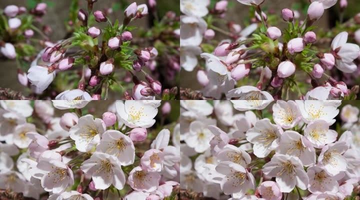 桃花开花实拍