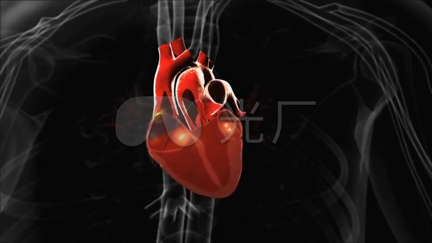人体心脏跳动机理动画心房颤动_854X480_高