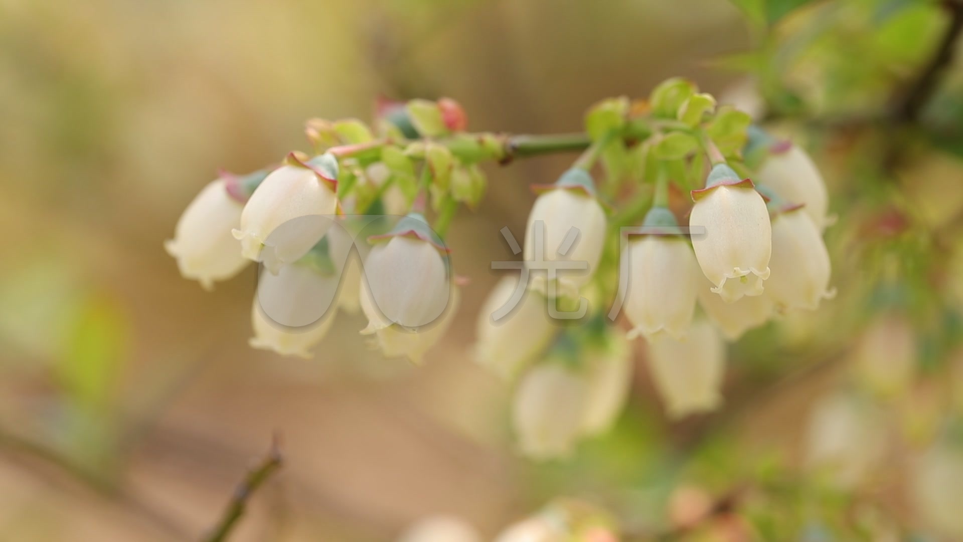 蓝莓开花蓝莓花蓝莓园