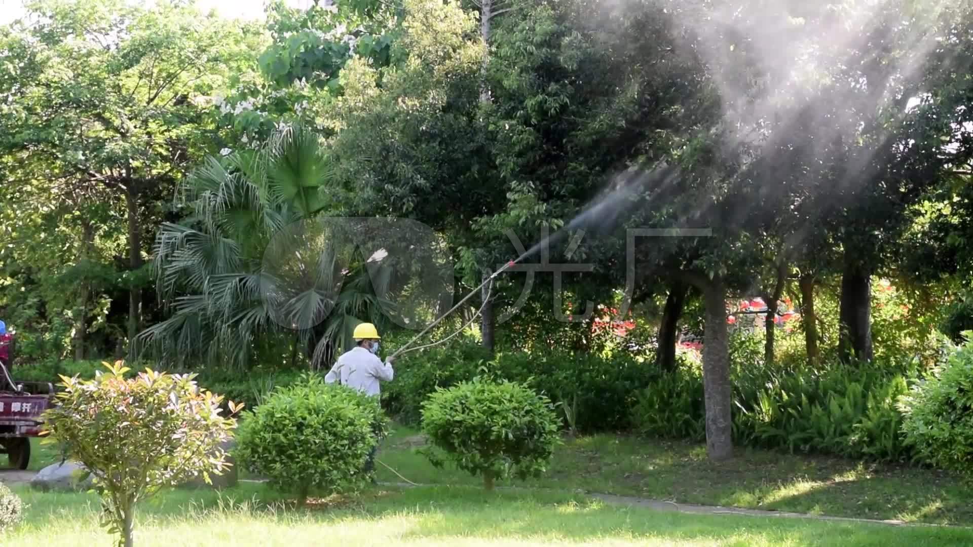 园林工人果农喷药除虫果树树木