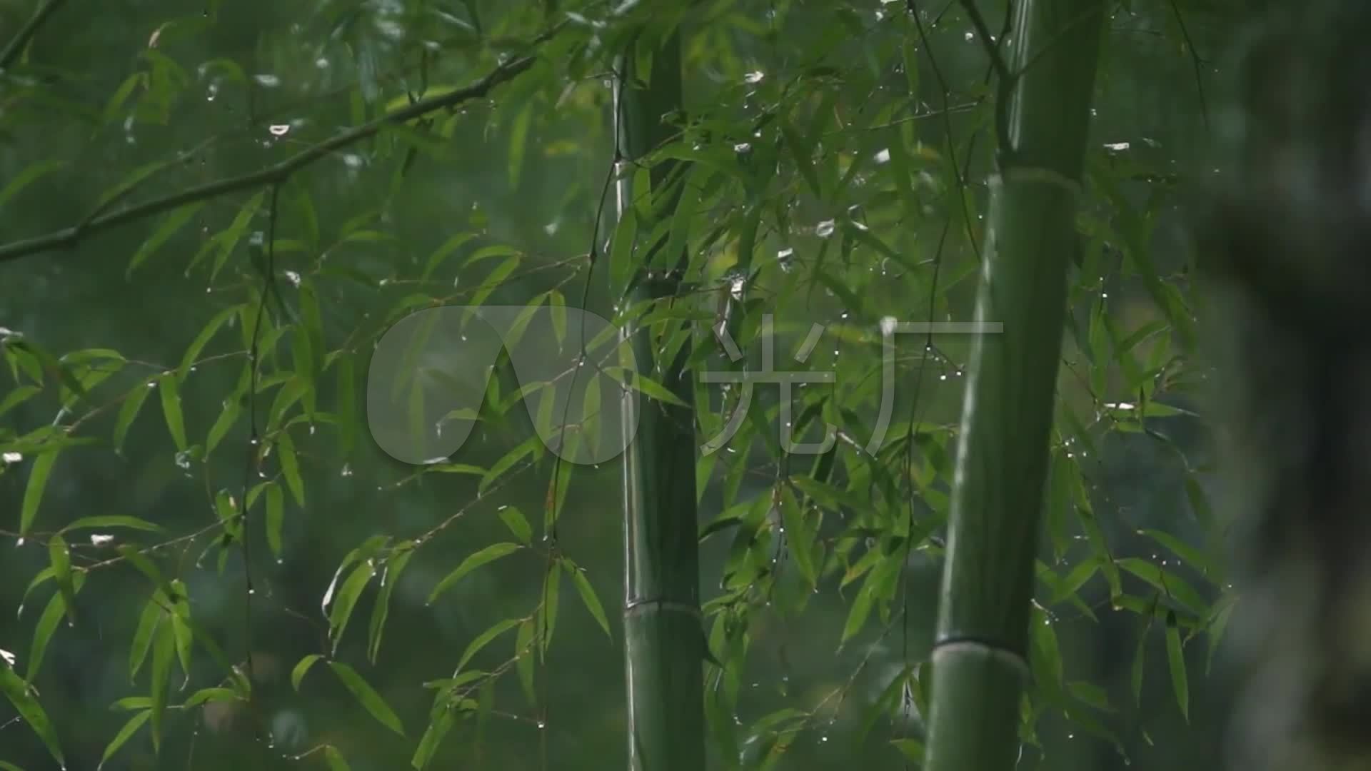 竹笋竹子雨滴雨水夏天